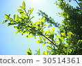 Fresh green leaves transparent to the sunlight 30514361