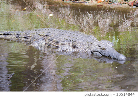 Crocodile eyes in a water body Crocodile eyes in a water body 30514844