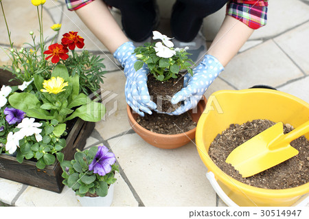 一個女人種花 30514947