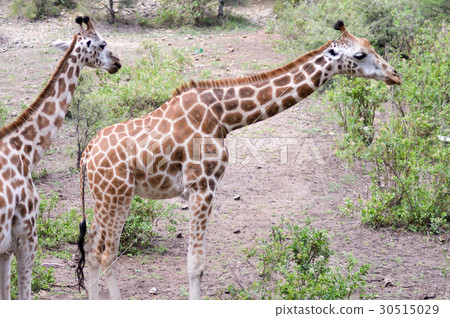 Two giraffes in a park Two giraffes in a park 30515029