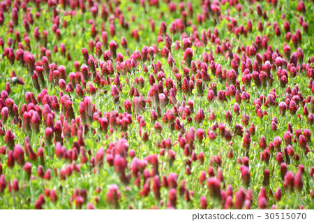 草莓蠟燭 30515070