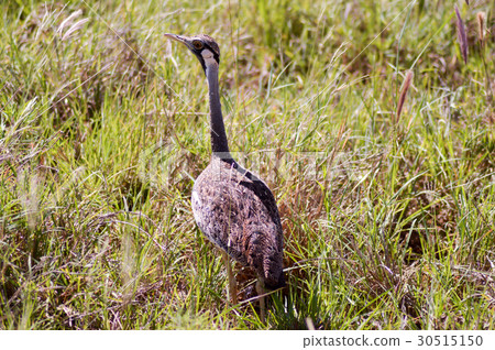 Bird of the family of the bustard who walks 30515150
