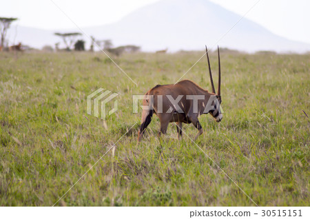 Oryx grazing in the savanna 30515151