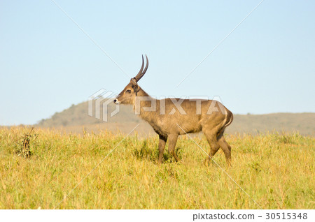 Topi has a slow gait in the savanna Topi has a slow gait in the savanna 30515348