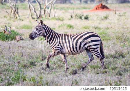 Zebra lying in the savanna Zebra lying in the savanna 30515415