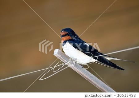 Swallow under the eaves 30515458