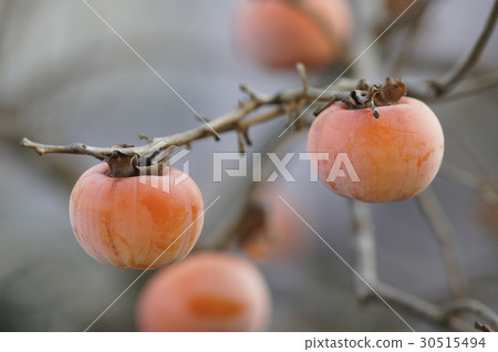 persimmon persimmon 30515494