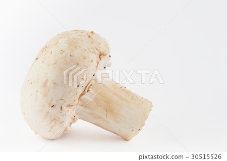 Freshly harvested mushroom (Agaricus bisporus) 30515526