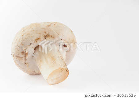 Freshly harvested mushroom (Agaricus bisporus) 30515529