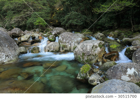 Yakushima Yokogawa Valley (Yokogikuiku) Yakushima Yokogawa Valley (Yokogikuiku) 30515700
