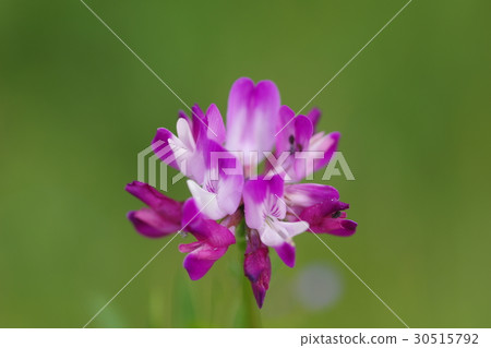 Renge Renge 30515792