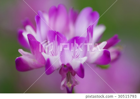 Renge Renge 30515793