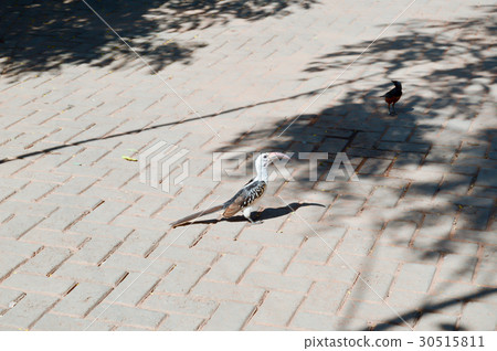 Hornbill on a cobbled ground Hornbill on a cobbled ground 30515811