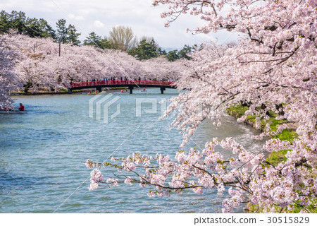 Sakura Nishiori in Hirosaki Park 30515829
