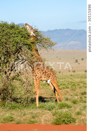 Giraffe restores itself in the branches Giraffe restores itself in the branches 30515896