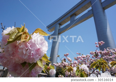 Hyogo prefecture Takasago city Kashima shrine 30516014