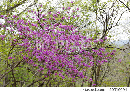 Azalea Azalea 30516094