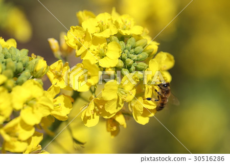 強姦鮮花和蜜蜂 強姦鮮花和蜜蜂 30516286