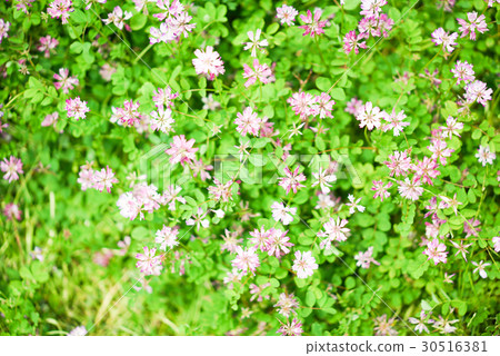 Renpa farm veneer's village 30516381