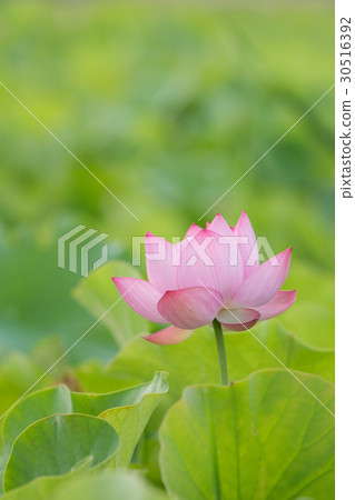 Ancient lotus 30516392