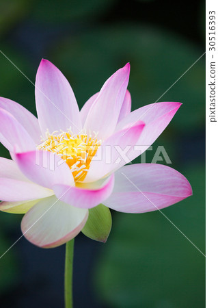 Ancient lotus 30516393