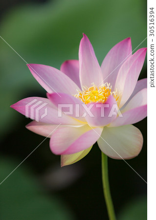 Ancient lotus 30516394