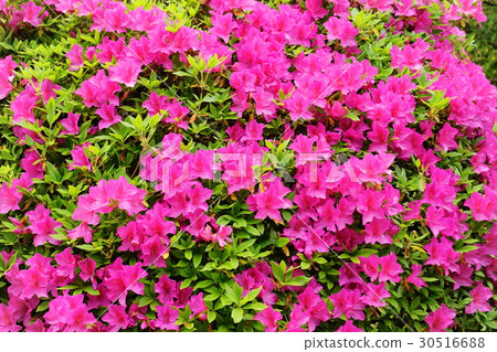 Azalea of Akishisonji, Nara 30516688