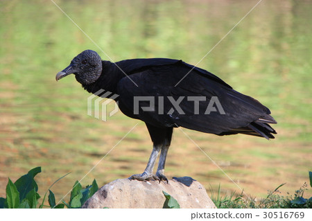 Cro Condor 30516769