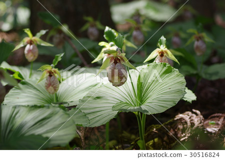 Affiliation Affiliation 30516824