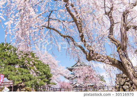 Cherry Temple in Hirosaki Park 30516970