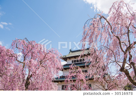 在弘前公園的櫻桃寺 30516978