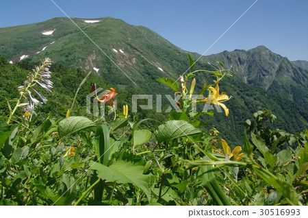 Sen'nokurayama Sen'nokurayama 30516993