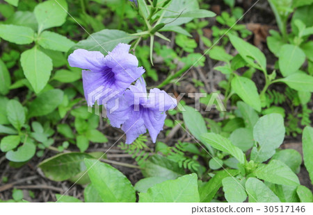 Popping pod flower Purple Popping pod flower Purple 30517146