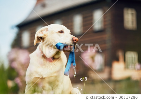 Cute dog waiting for walk 30517286