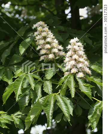 Branch White Chestnut Flowers Closeup Branch White Chestnut Flowers Closeup 30517323