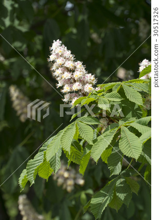 Branch White Chestnut Flowers Closeup Branch White Chestnut Flowers Closeup 30517326