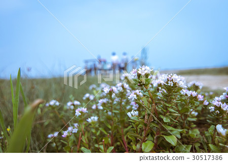 Flower, scattered group of people 30517386