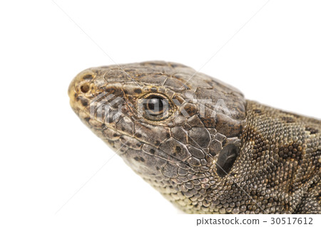 Head of lizard Lacerta agilis on white background Head of lizard Lacerta agilis on white background 30517612