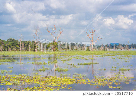 Artificial lake with bare trees around Neak Pean 30517710