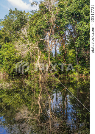 Rainforest near Neak Pean temple  30517725
