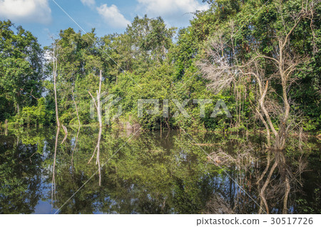 Rainforest near Neak Pean temple Rainforest near Neak Pean temple 30517726