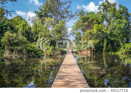 Rainforest near Neak Pean temple  30517728