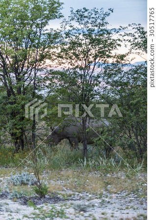 Black Rhino 30517765