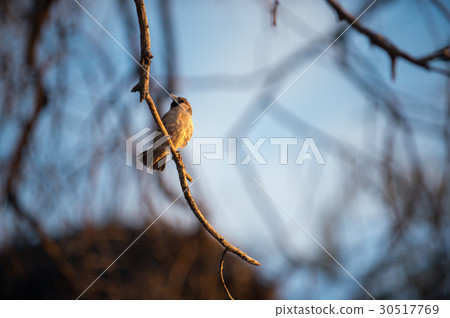 sociable weaver sociable weaver 30517769