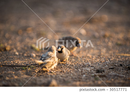 sociable weaver 30517771