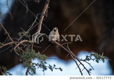 Sociable weaver Sociable weaver 30517773