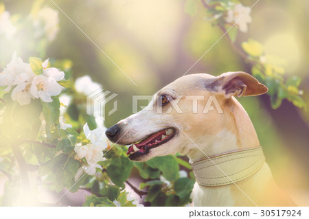 Portrait of dog in spring blossom Portrait of dog in spring blossom 30517924