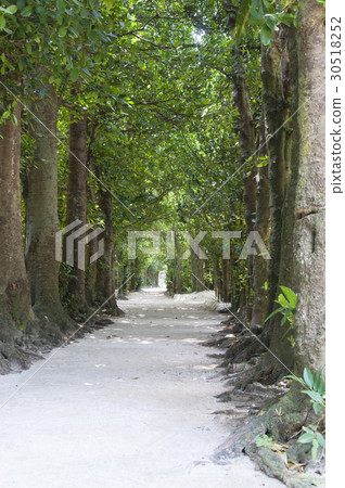 Fukugi trees in Bise 30518252