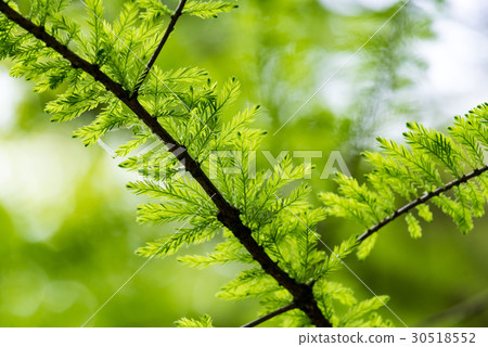 Fresh green of Sequoia megesty 30518552