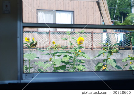 向日葵從向日葵 30518600